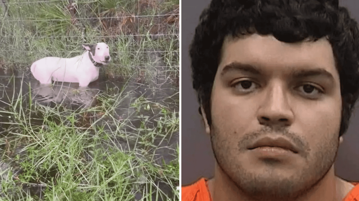 Owner of dog found tied to pole during Hurricane Milton defends cruel ...