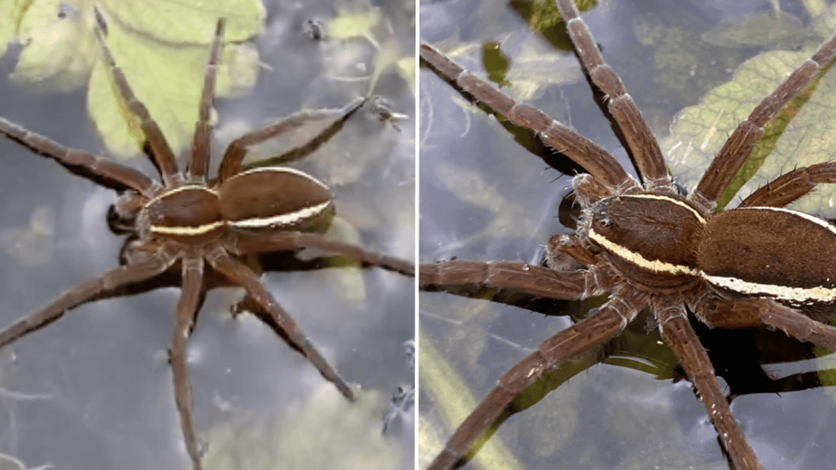 Metal Raft Spider ‘Rat-sized’ spiders that ‘live off fish’ to return to UK, experts confirm