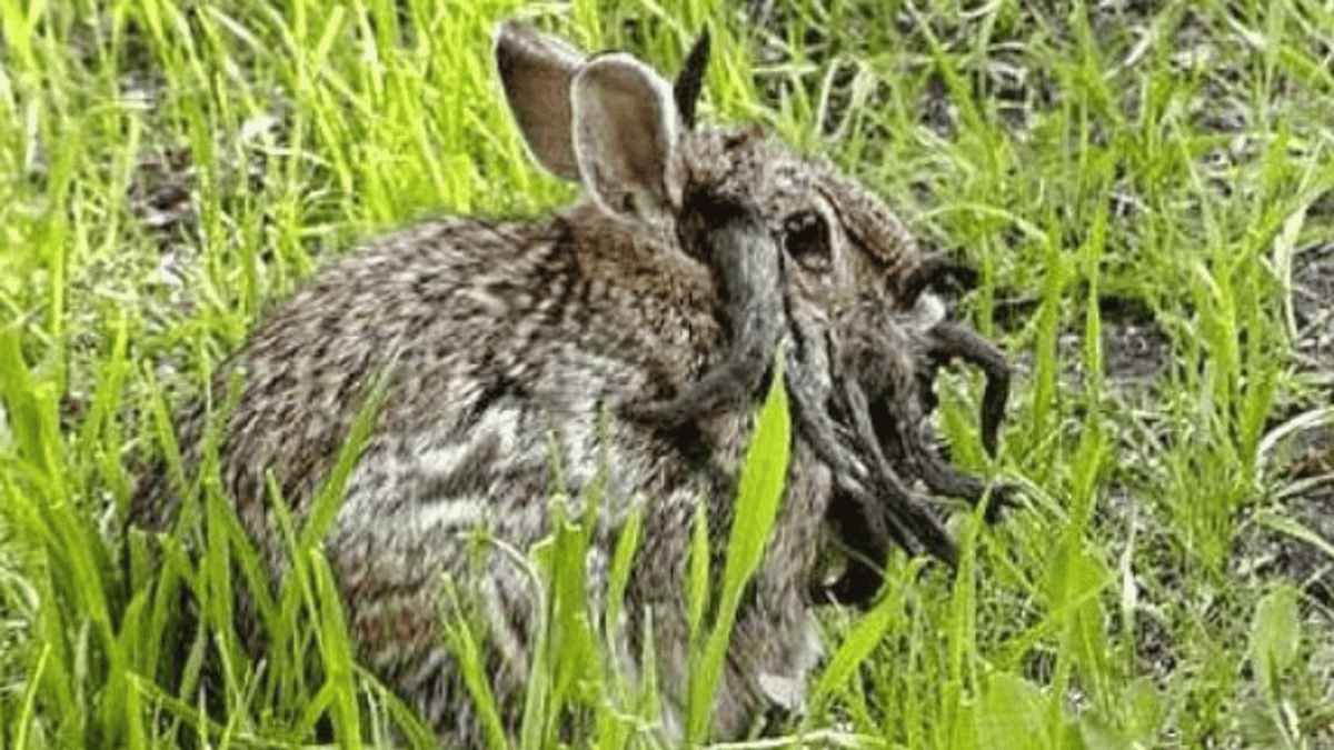 Expert reveals why there’s ‘zombie rabbits’ in US after viral photo ...