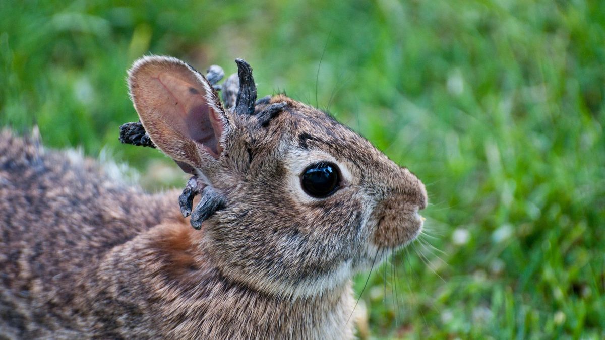 Doctor issues fresh warning on ‘zombie rabbits’ found in US despite ...