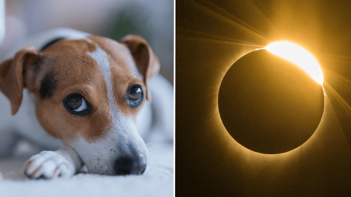 Pet owners issued warning over cats and dogs ahead of the solar eclipse ...
