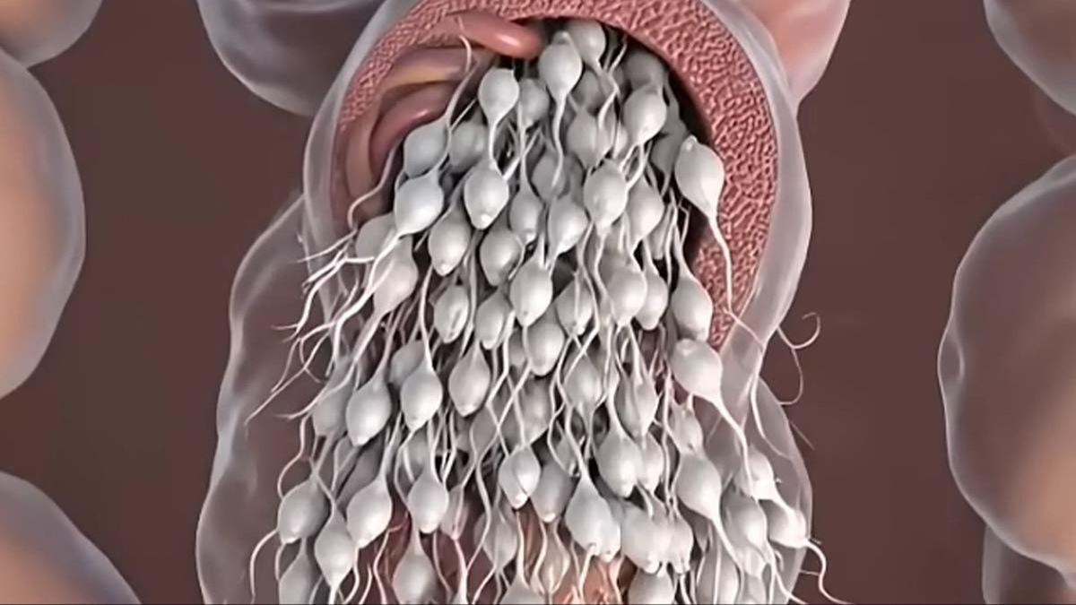 Shocking simulation shows what really happens to sperm inside body if not ejaculated - UNILAD