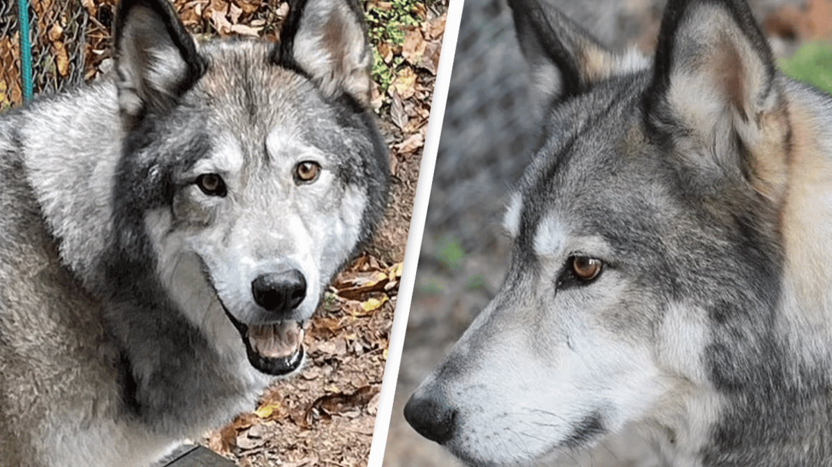 Family distraught as hunter who killed beloved dog thinking it was ...