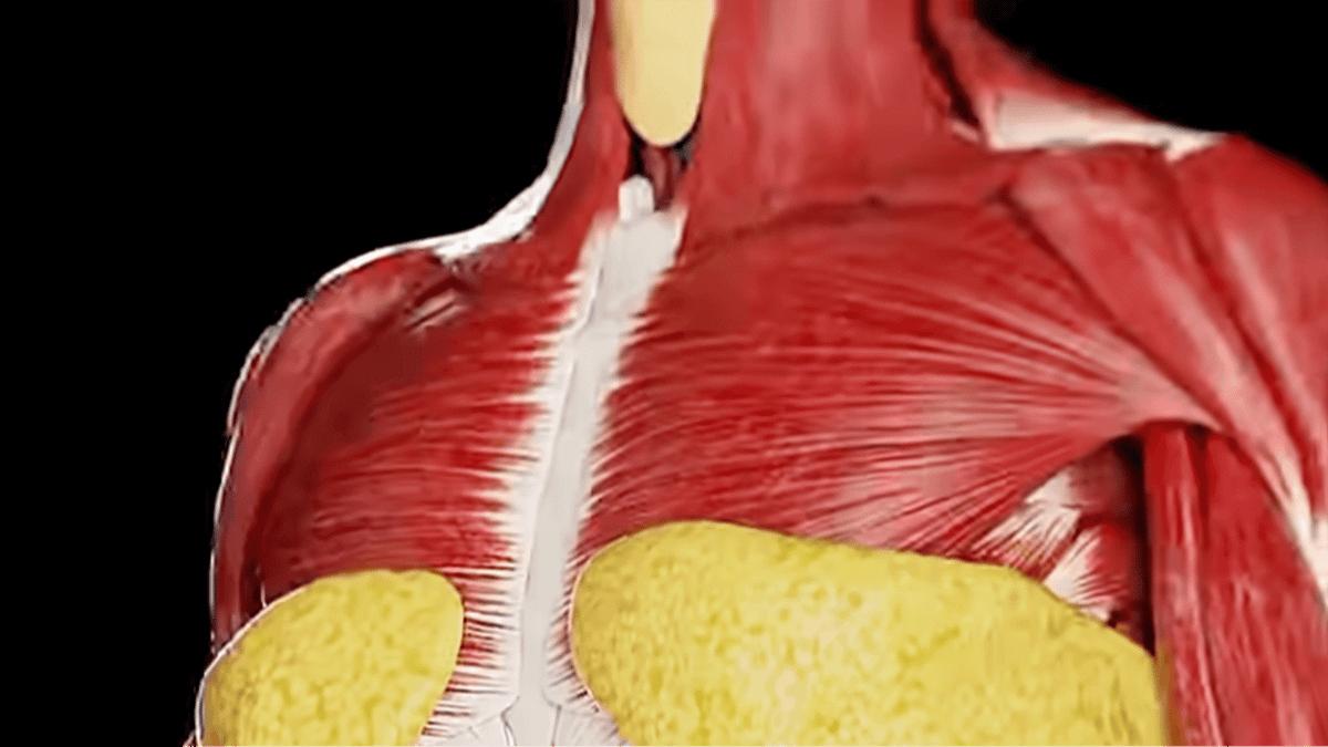 Simulation shows exactly what happens to your body when you fast for 24 hours
