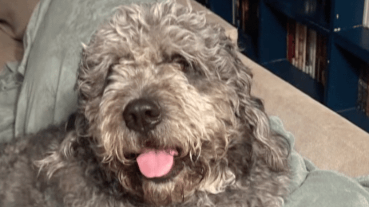 Family of dog fatally shot by LAPD during Knicks game threatens to sue ...