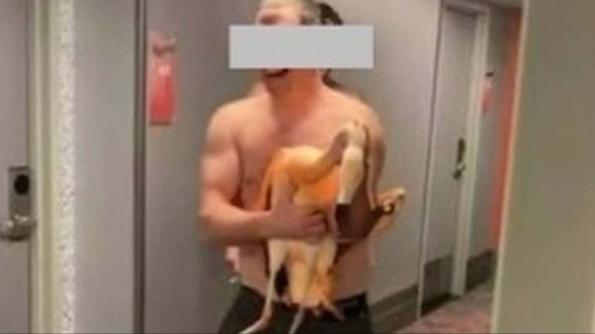 Tourist arrested after allegedly kidnapping flamingo in Las ...