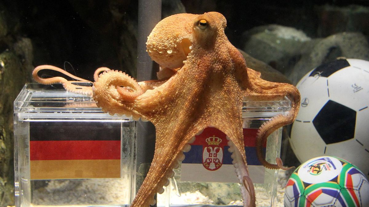 World Cup Oracle Octopus Received Menacing Messages From Football Fans After Predicting Eight Matches Correctly