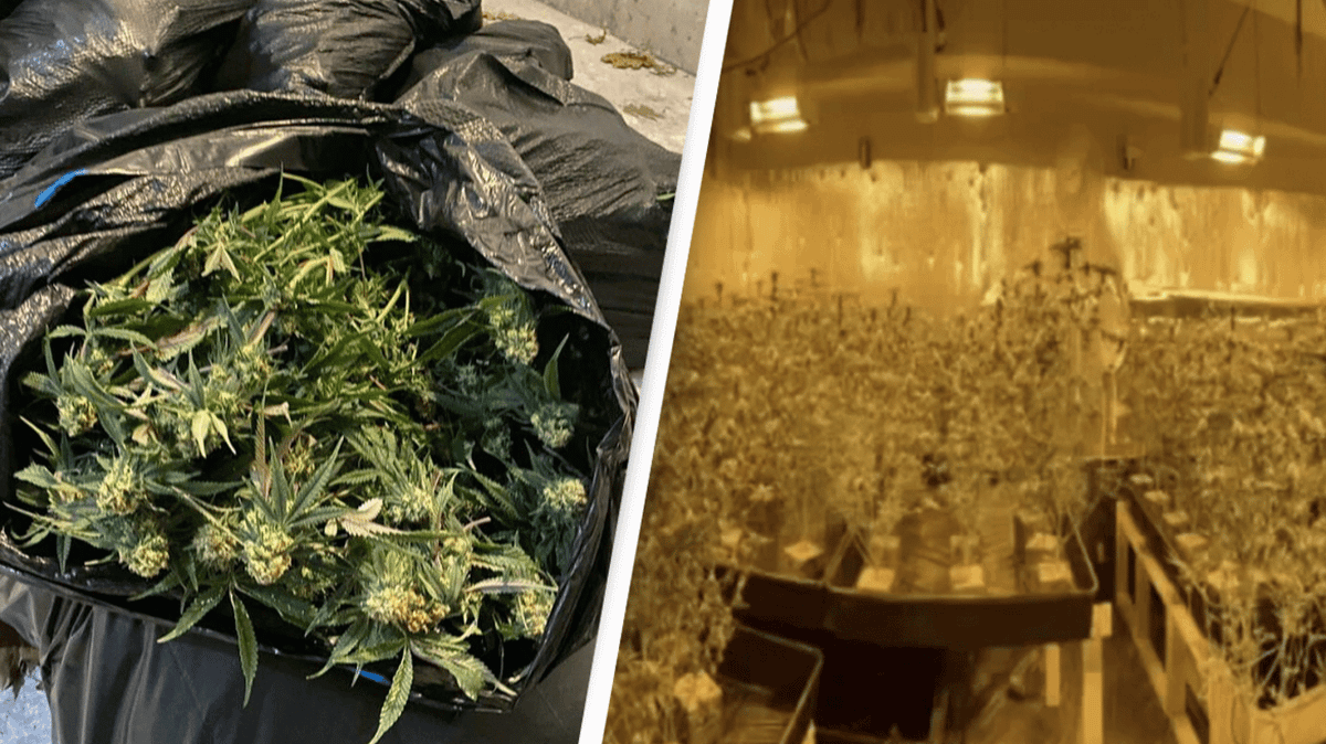 Police Find $1.6 Million Of Marijuana In Illegal Grow Operation Home