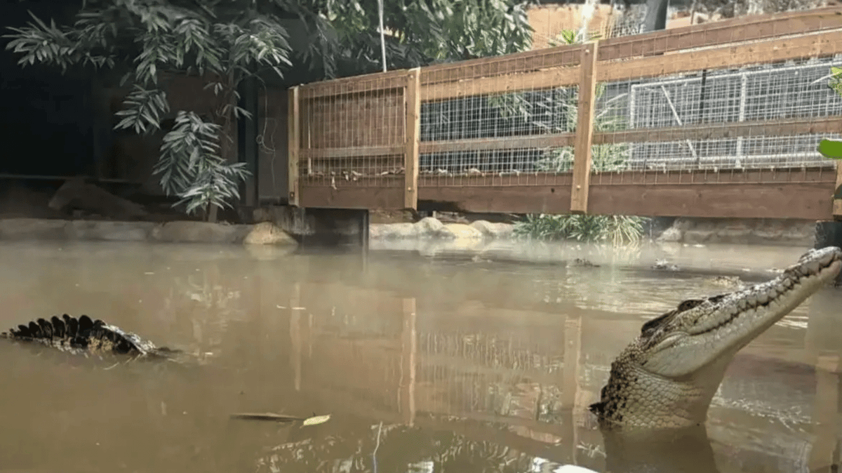 Zoo owners break silence after boy, 3, was allegedly thrown into crocodile enclosure