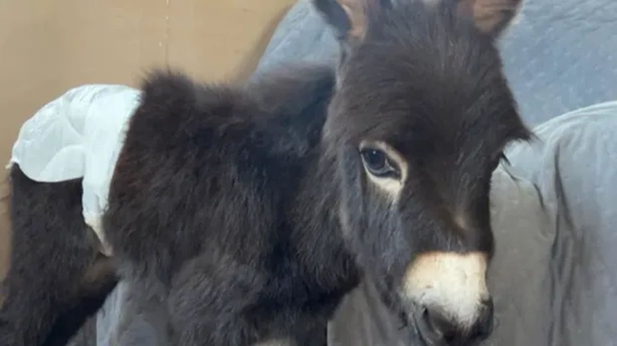 Baby Rider Instergram Cop sued for killing beloved baby donkey HeeHaw after owner shares ...