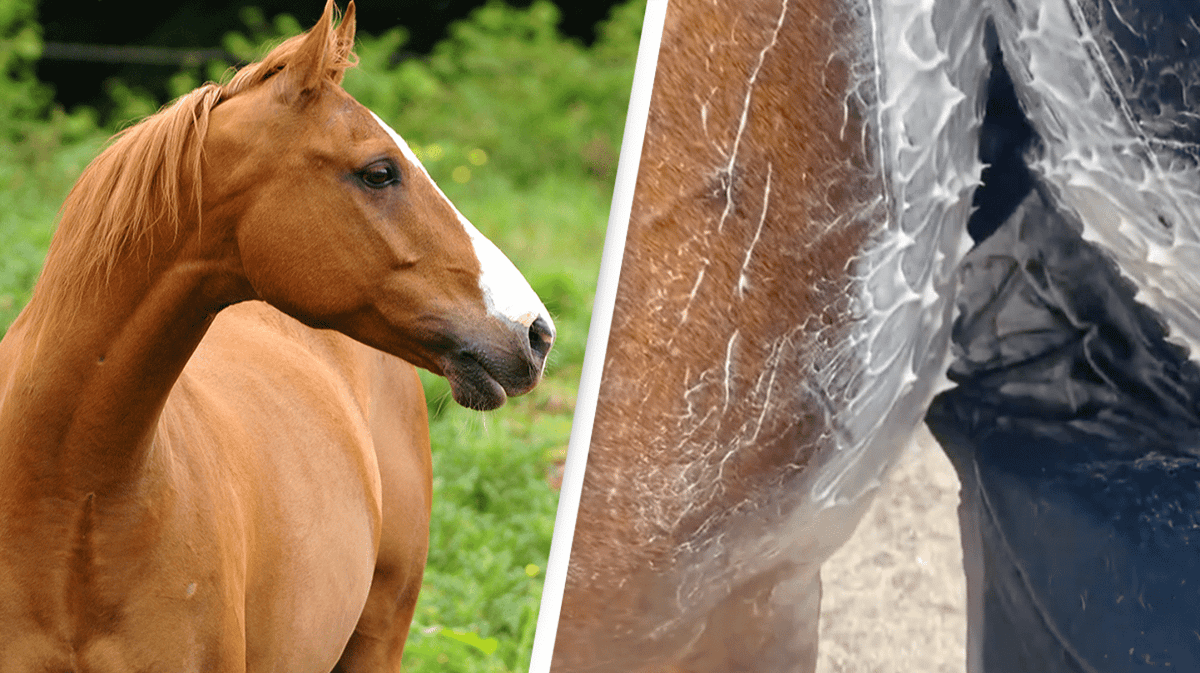 Viewers 'petrified' after finding out what horse sweat looks like