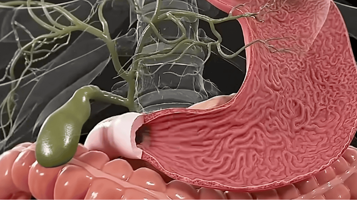 Shocking simulation shows exactly what happens to your body if you fast ...