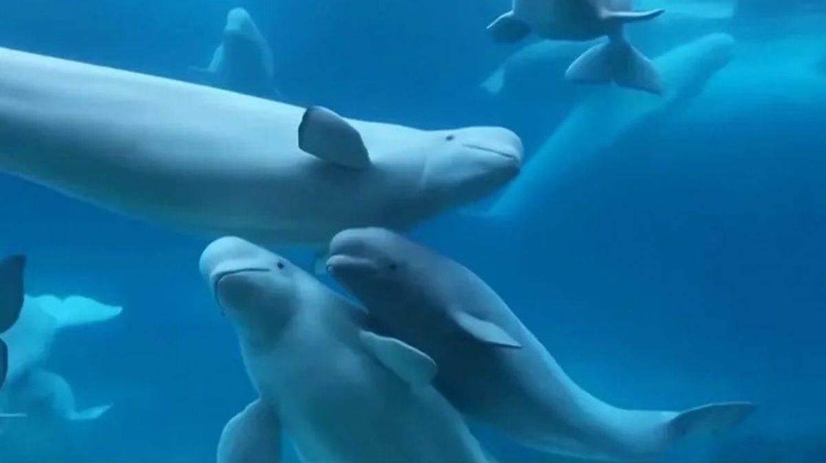 30 beluga whales trapped in closed marine park given update after concerns they would be euthanized