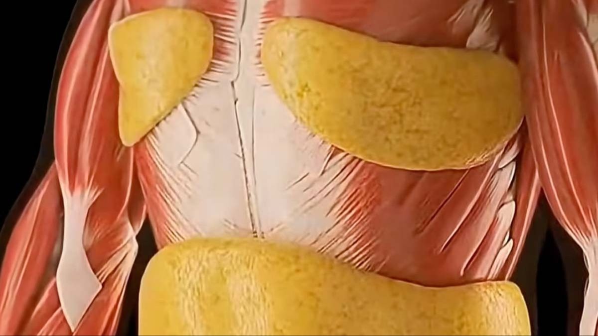 Mind-Blowing Simulation Reveals What 36 Hours Of Fasting Really Does To Your Body