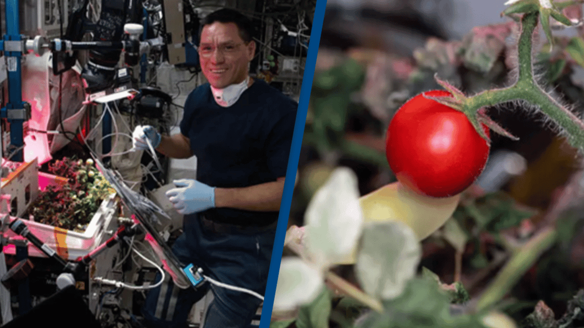 Mystery of first tomato ever grown in space that went missing has ...