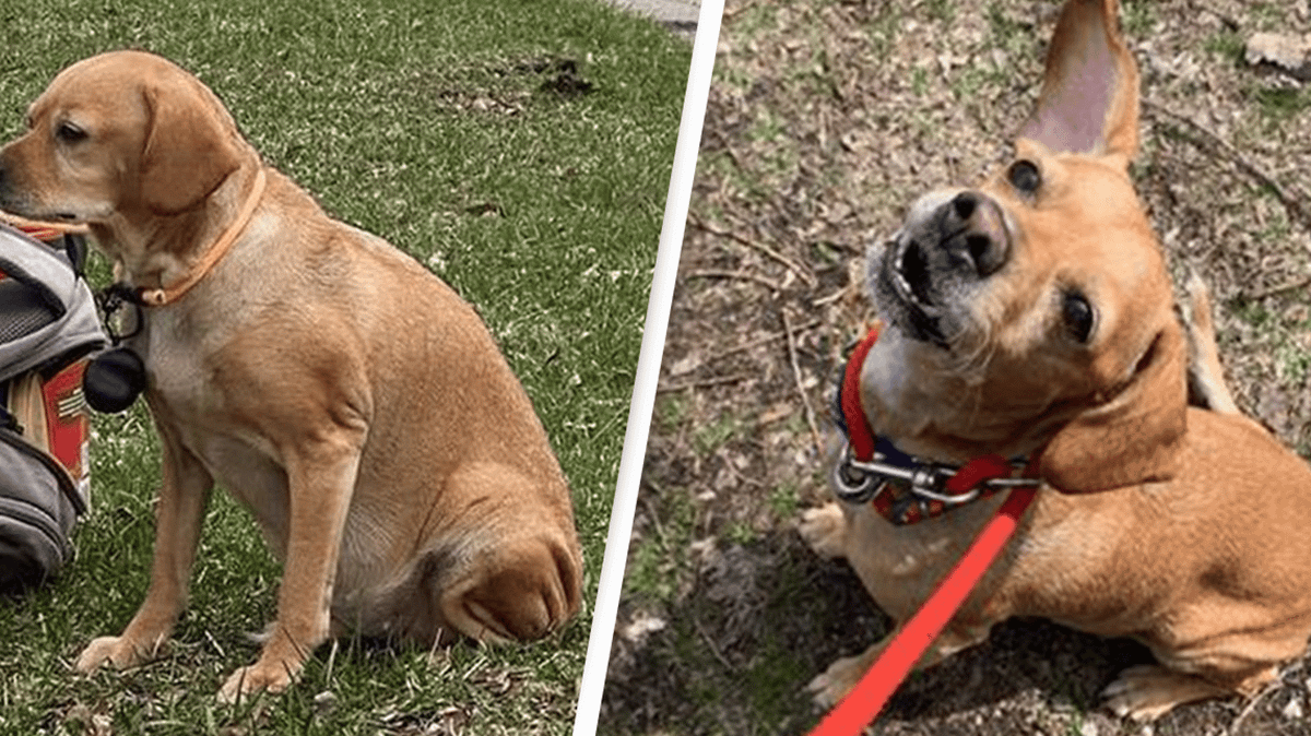 Dog Abandoned On Street With Bag Full Of Toys And Heartbreaking Note ...