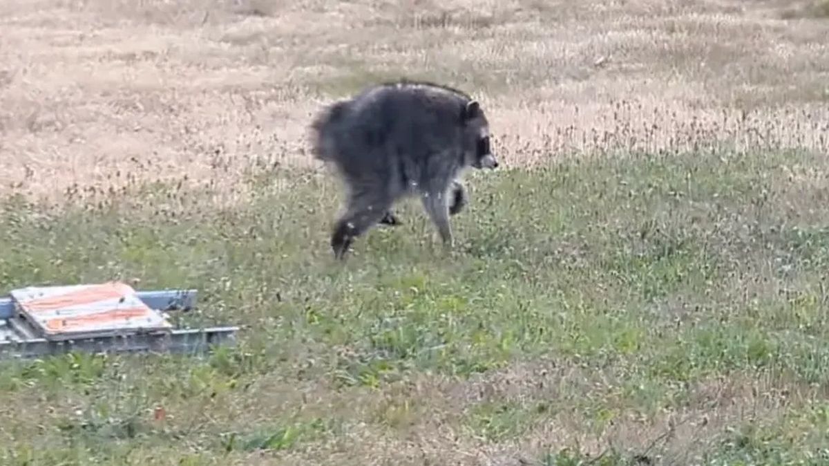 Adorable dog with same rare condition as beloved raccoon Jimothy finds ...