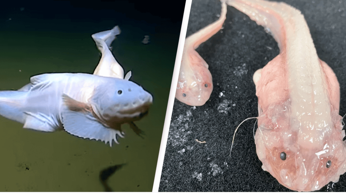 Scientists discover deepest-ever fish at 8,300 meters