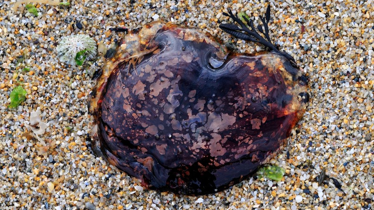 Officials warn of giant jellyfish with 120 foot tentacles as they swarm US beaches