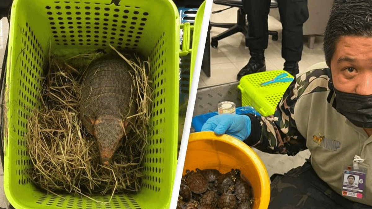 Two Women Arrested After Trying To Sneak Over 100 Live Animals On To Plane