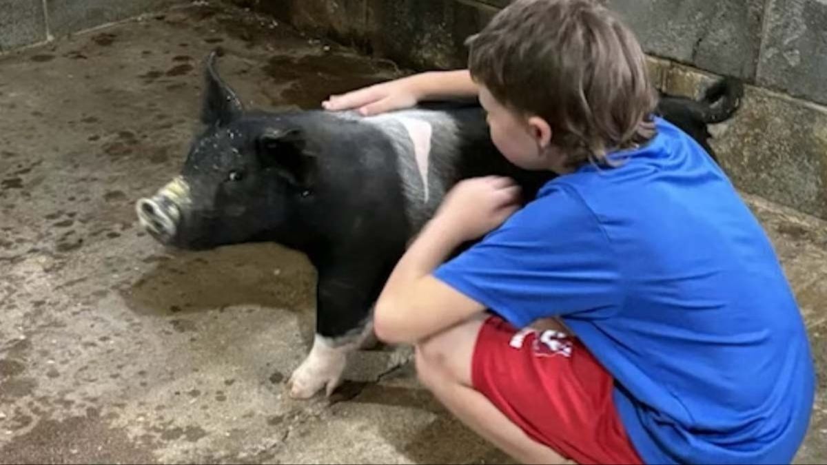 12-Year-Old Boy Left Heartbroken After Neighbors Fatally Injure His Therapy Pig, Family Reveals Painful Details