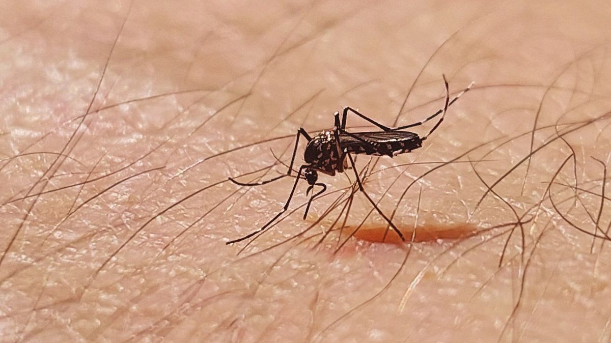 Google’s Mosquito Experiment Exposed As 32 Million Infected Bugs To Be Released In America