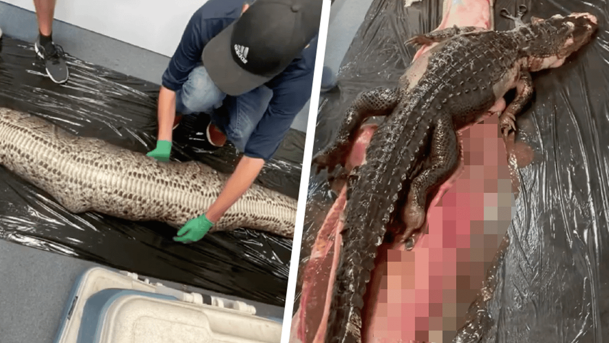 Researchers are shocked after finding alligator swallowed whole by 18ft ...