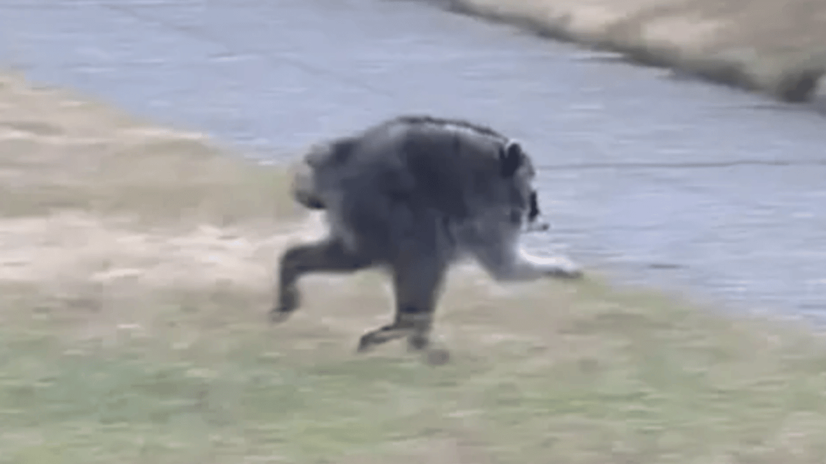 The 'Sad Story' Behind Jimothy The Raccoon That Was Spotted Scurrying Through Streets