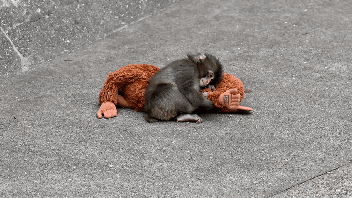 Punch the Monkey zookeepers issue 'bullying' update after safety ...