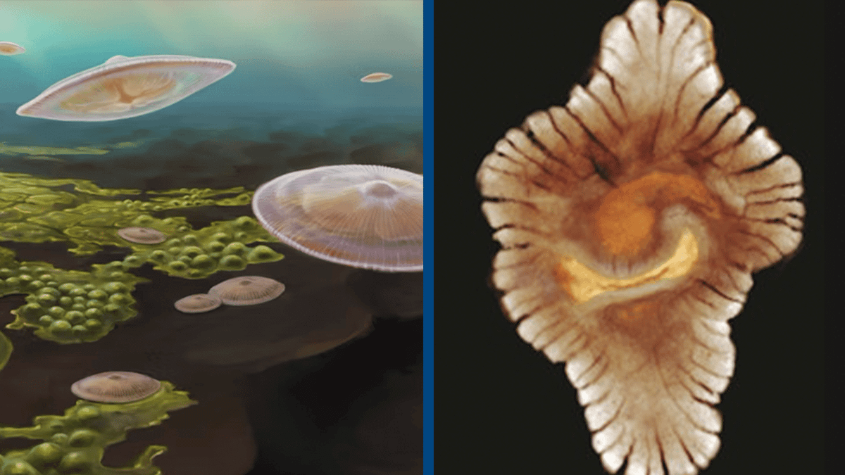 New evidence suggests complex life could have begun 1,500,000,000 years ...