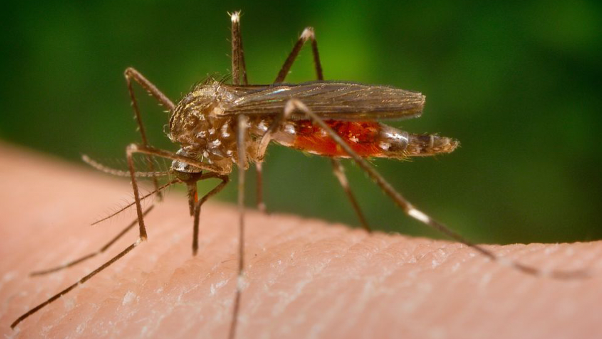 CDC issue travel warning over virus that causes horrifying rash