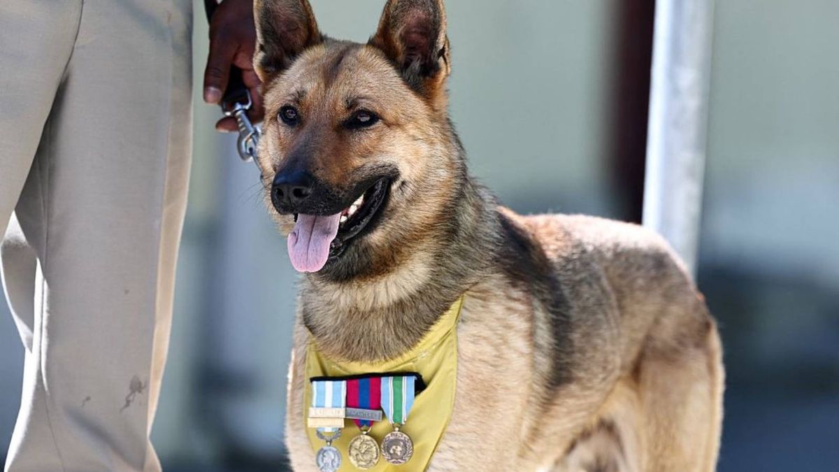 $200 million Warhound startup plans to genetically engineer the ...