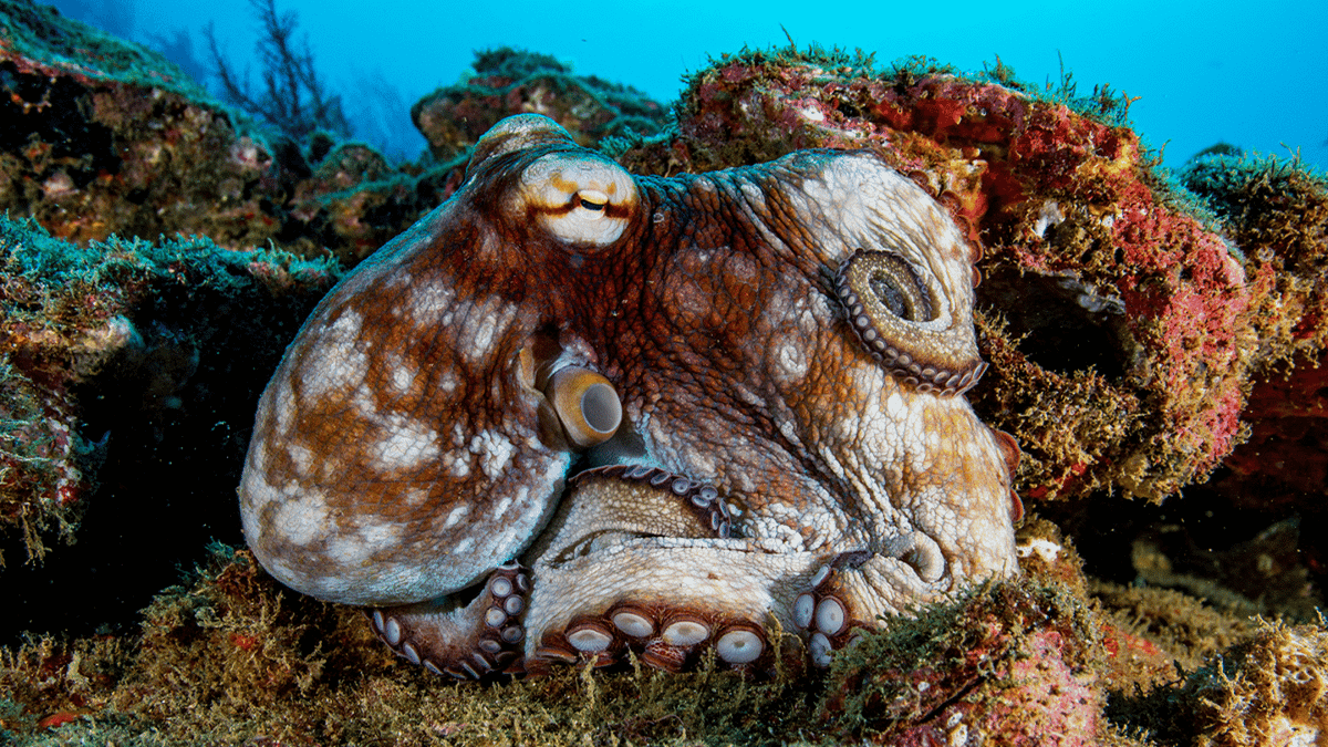 Senescent Octopus Scientists discover 'world's oldest octopus' is actually something else ...