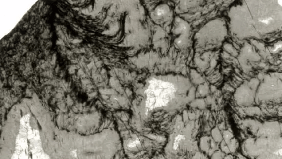 Old Rocks Inside Scientists discover life 'wriggling' inside 3,300,000,000 year-old-rock