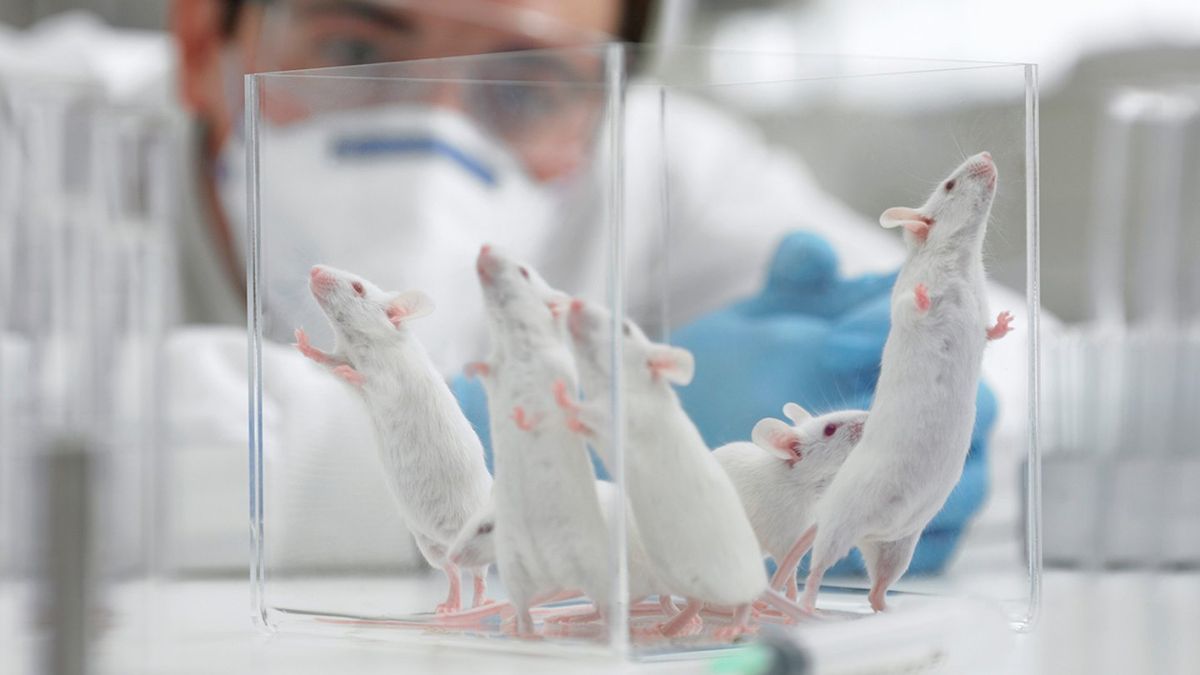 Government set to phase out animal testing and replace it with ...