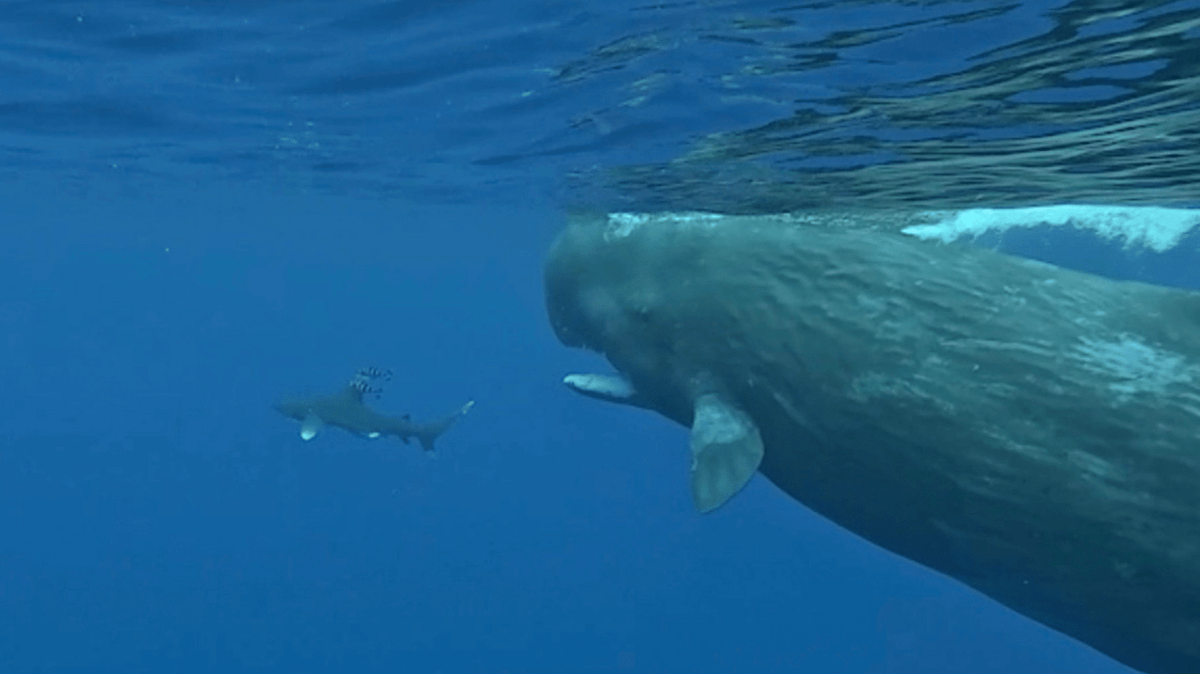 Heartstopping moment two giant whales get in the way to 'protect