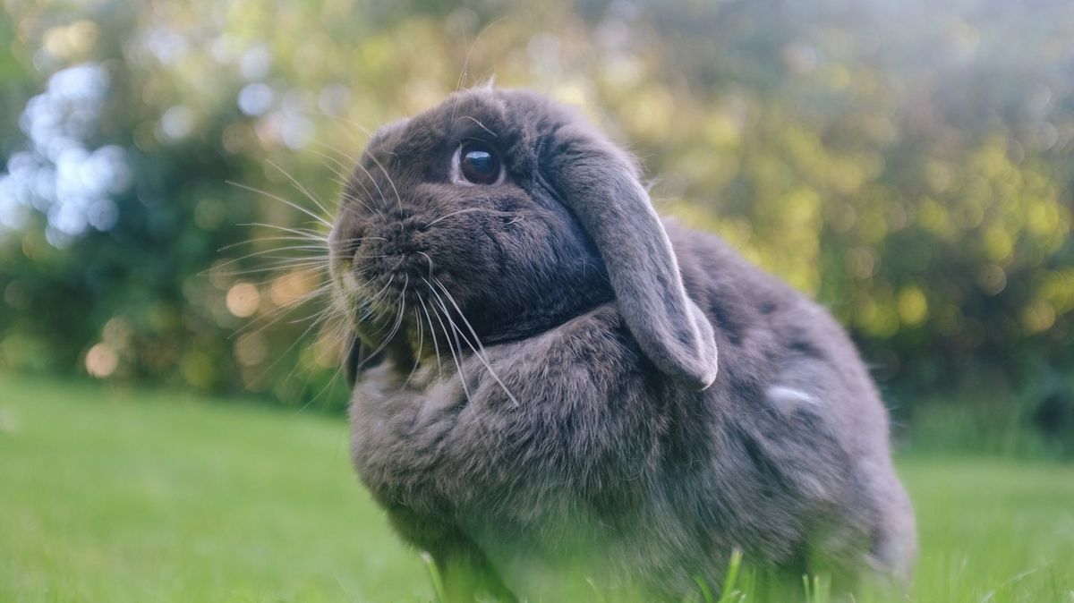 Woman had 'super nice experience' donating rabbit to be eaten by ...