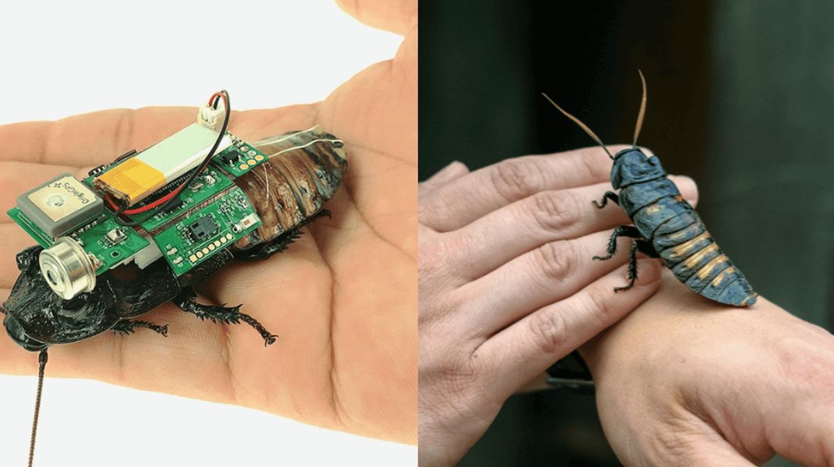 Roach Microbot Cockroaches To The Rescue: Robotised Insects Developed To Search For ...