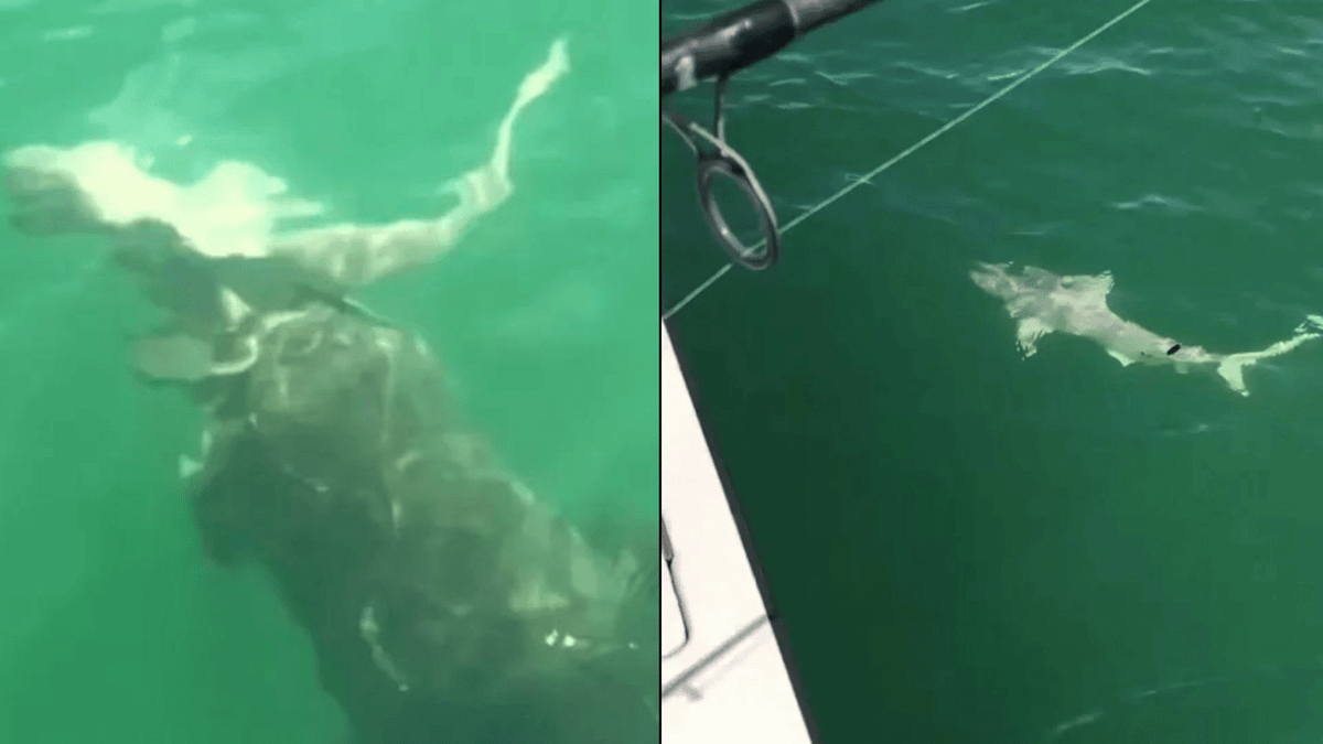 Fishermen stunned after seeing shark devoured in one bite by enormous ...