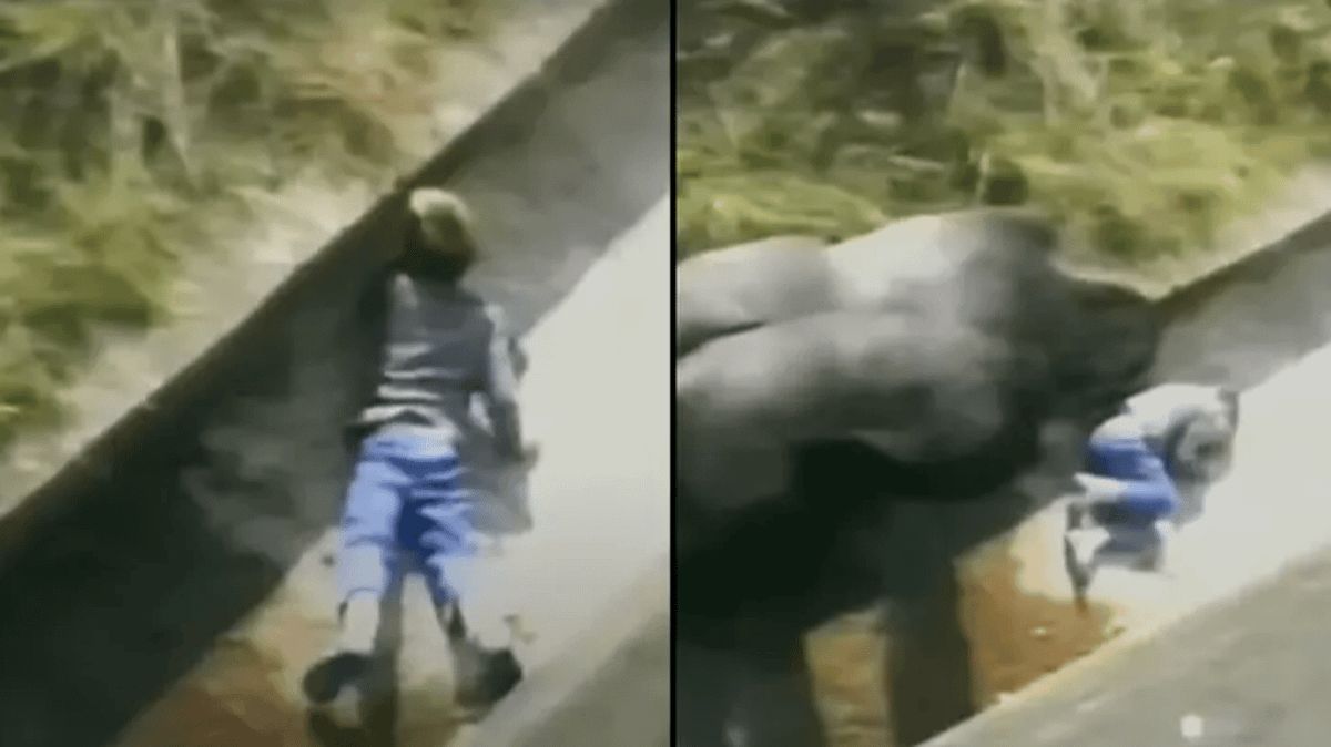 Man who was protected by silverback gorilla when he was five-years-old ...