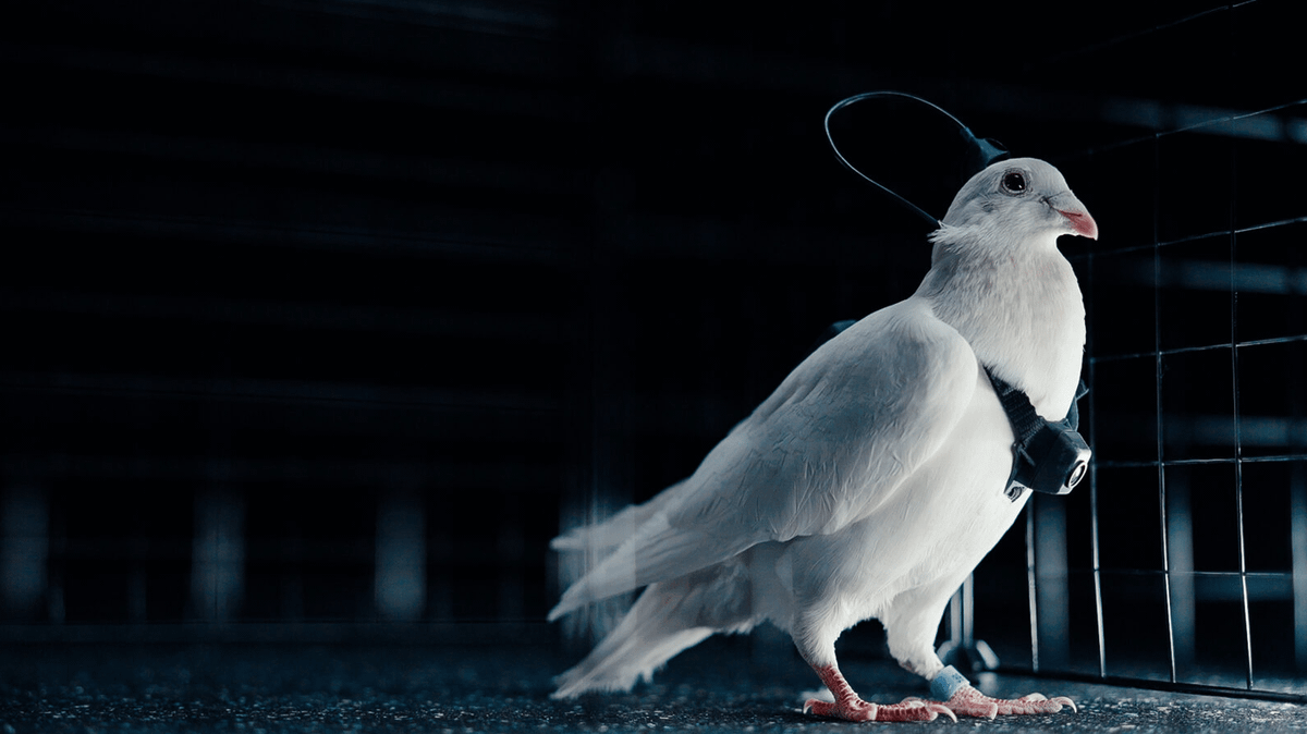 Russia developing 'cyborg' creatures that could be used to spread ...