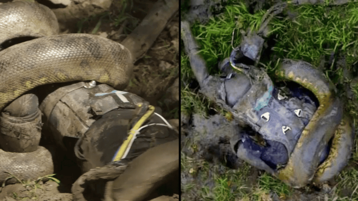 Man who tried to get eaten alive by 20ft snake in Amazon Rainforest immediately regretted it