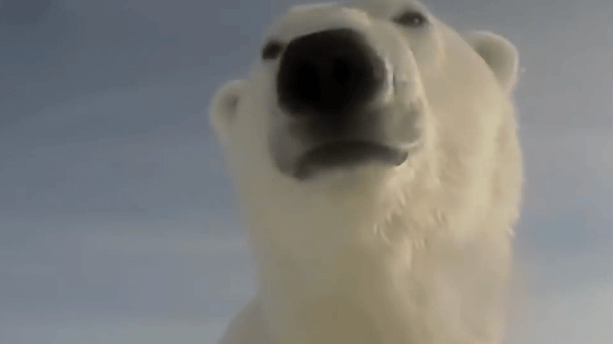 Scientists attached GoPro to polar bear to capture their true behaviour