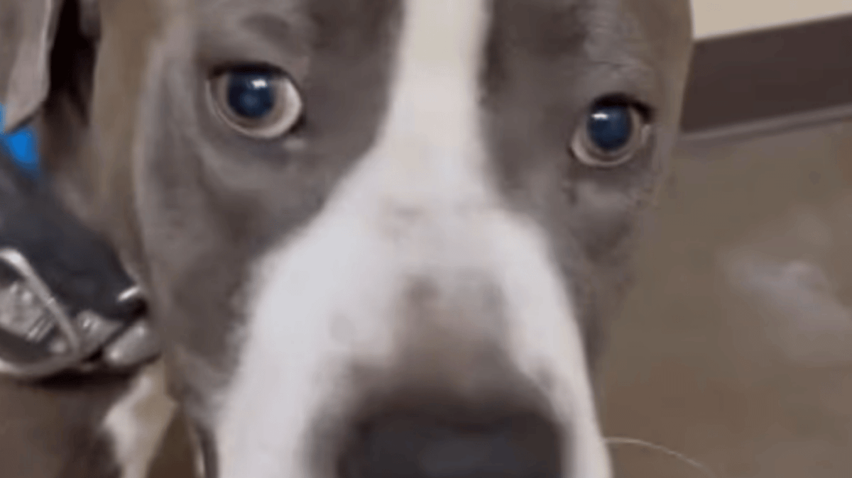 Animal control shelter defend decision to behead 'friendly' dog in their custody