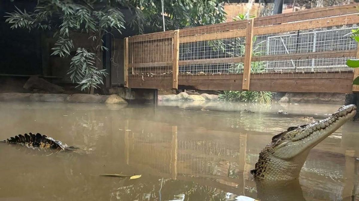Wowcher called out for disturbing advert mocking boy, 3, thrown into crocodile enclosure