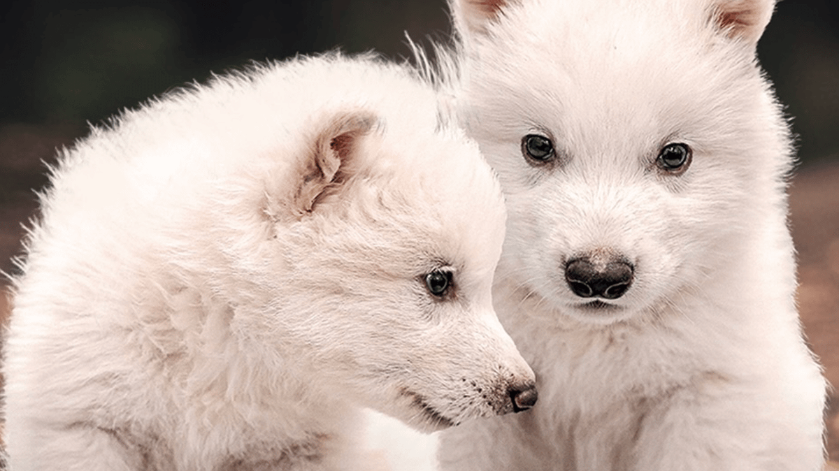 Company claims it's brought dire wolf back from extinction after 10,000 ...