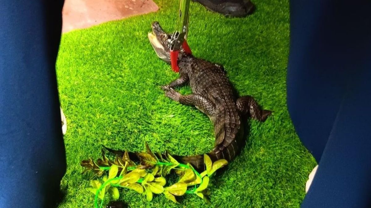 Thread Snke 'Dangerous' crocodile and snake found at suburban UK address