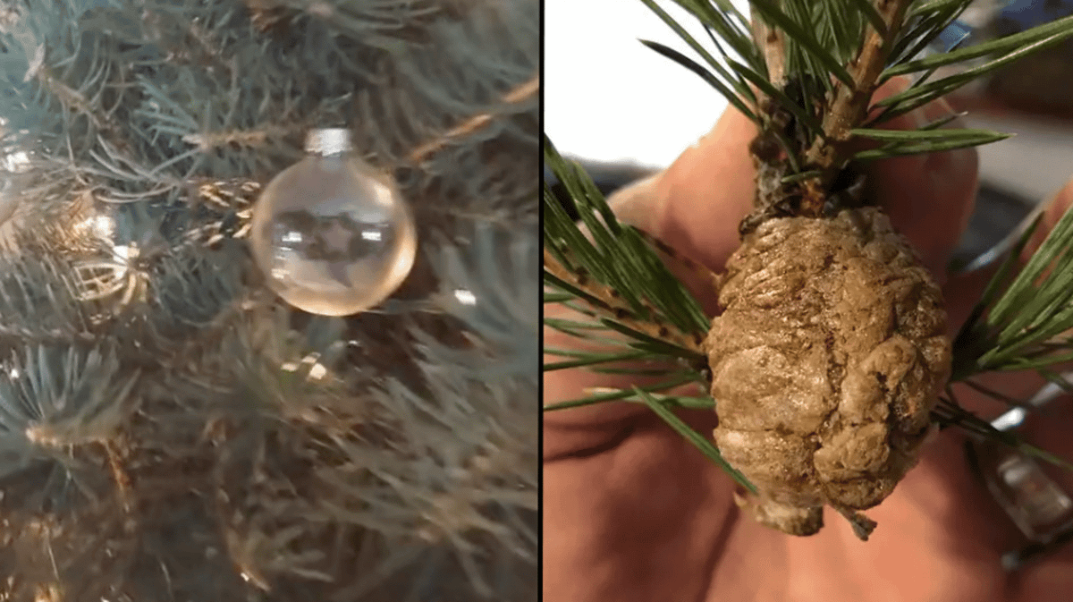 People are sharing their horrifying experiences of clumps hatching in ...