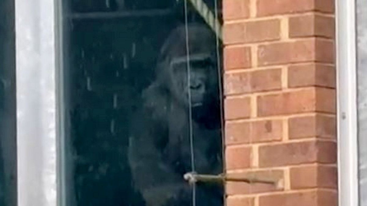 Tragic update after gorillas were discovered banging on window of zoo that shut years ago