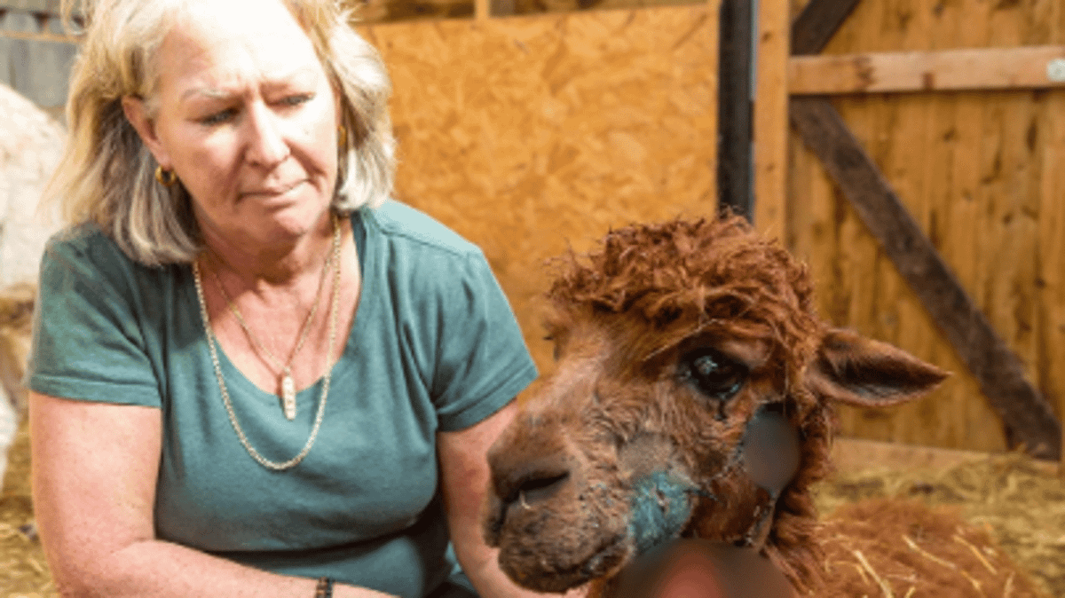 Farmers fear alpaca killer could strike again after shooter with ...